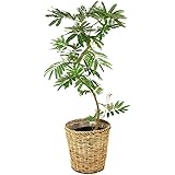 観葉植物 エバーフレッシュ ８号 【鉢カバー付】