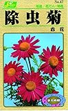 カネコ種苗 草花タネ047 除虫菊 赤花 10袋セット