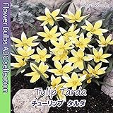 ★ 【微笑みの原種タイプ】チューリップ　タルダ【オランダからの花便り】【秋植え球根】