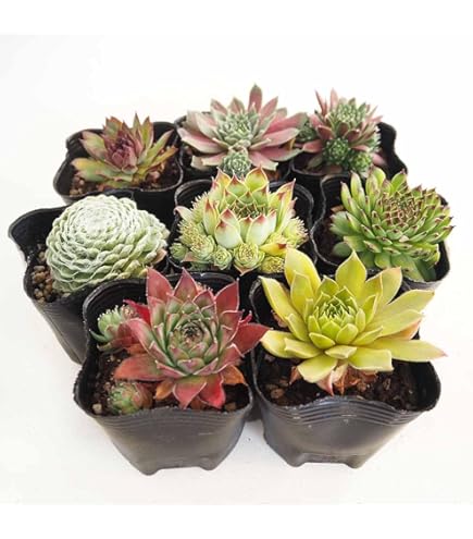 Amazon.co.jp: 多肉植物 ドロサンテマム 金橘 小苗 抜き苗 1株