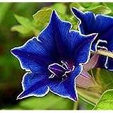 Amazon ききょう咲き朝顔 あさがお 873 花