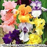 国華園　ジャーマンアイリス福袋(品種見計らい・名称付) 5種5株【※発送が国華園からの場合のみ正規品です】