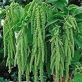 花の種緑のアマランスエメラルド（アマランサス尾状）年次工場