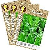 Thai Parsley Eryngium foetidum Umbelliferae 3 Bulk ThailandMrk