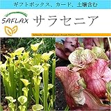 SAFLAX - ギフトセット - サラセニア - 10 個の種。- ギフトボックス、カード、ラベル、鉢植え用土壌を含みます。 - Sarracenia flava/S. purpurea - Mix