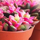 多肉植物 桜吹雪 2.5号 1個売り【品種で選べる多肉植物】学名：Anacampseros rufescens/ベンケイソウ科アナカンプセロス属/原産地：南アフリカ●珍しい紅葉系の斑が入る品種で、冬になると鮮やかな蛍光ピンク色に紅葉します。本来の緑葉