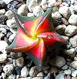 200pcs/bag Five-pointed star meaty seeds radiation protection succulent seeds Imported cactus bonsai