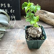 全サイズ LOBINDON×ミャクミャク ラブブ 塊根植物 亀甲竜 グラキリス EXPO2025 – LOBINDON