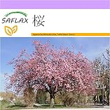 SAFLAX - 桜 - 30 個の種。 - Prunus serrulata