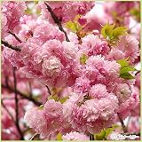 桜(サクラ)苗木 紅華(コウカ)桜