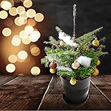 【 鉢付き 】ウラジロモミ 根巻株 クリスマスツリー樹高約40～50cm前後 植え替えてお送りします 個体差あります※オーナメントはついていません モミノキ モミの木 苗 苗木 本物 もみの木 クリスマスツリー 生ツリー 常緑樹 針葉樹 裏白 庭木 