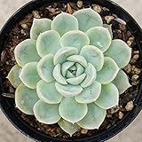 メキシカンスノーボール 7.5cmポット エケベリア Echeveria Mexican Snowball 福岡県産 多肉植物 多肉 観葉植物 インテリアグリーン 寄せ植えに