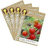 トマト Thai Mini Tomato 4 Bulk ThailandMrk