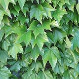 ナツヅタ3号ポット2株セット[夏蔦　壁面緑化に！丈夫なつる性植物] ノーブランド品