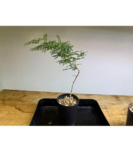 Amazon｜EMP オペルクリカリア パキプス 実生｜観葉植物 オンライン通販