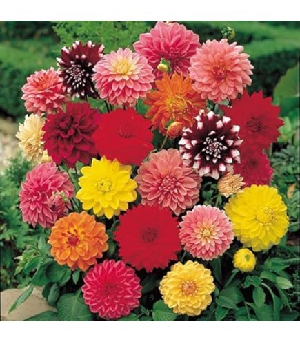 Amazon.co.jp: カフェオレディナープレート ダリア球根、植物、根、花