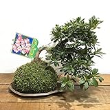 苔玉 サツキ（麗子）の苔玉