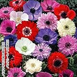 国華園 秋植え球根 アネモネミックス(無選別) 150球【※発送が国華園からの場合のみ正規品です】