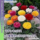★秋の花便り　【色鮮やか】 ラナンキュラス　八重咲きビクトリアミックス 5球