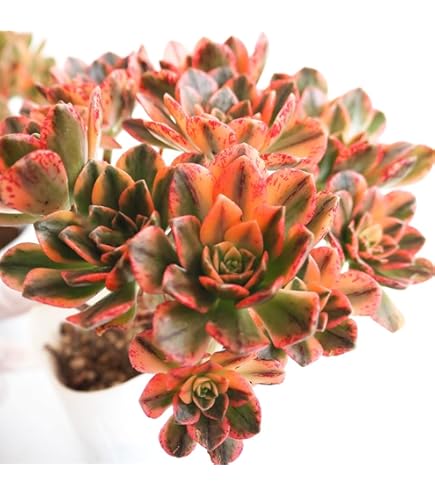 Amazon.co.jp: 多肉植物 アエオニウム 甜茶錦 3.5号 3個セット【品種で