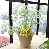 [エルフルール] レモンバーベナ&カリブラコアの寄せ植え