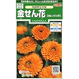 サカタのタネ 実咲花6281 金せん花 改良早生中安 00906281