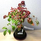 苔玉 お多福南天の苔玉