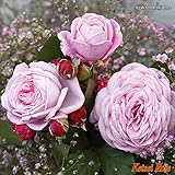 バラ苗 マリー ヘンリッテ つる性 【京成バラ】四季咲き クォーターロゼット咲き ピンク花 薔薇 【2016年度 バラ新品種】