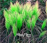 Time-Limit 200 Pieces/Pack Pampas Grass Cortaderia Seeds Are Very Beautiful home Garden Plants flowe