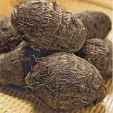 里芋 赤芽大吉の種芋(1kg)