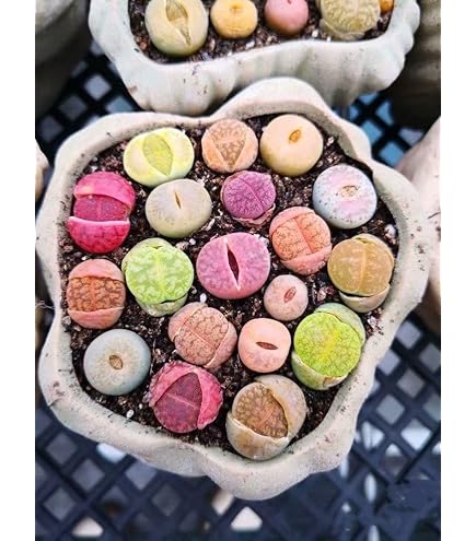 Amazon.co.jp: 多肉植物 リトープス レア品種入り 10株セット 抜き苗