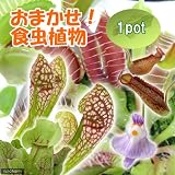 (食虫植物)おまかせ食虫植物(1ポット) 本州・四国限定[生体]