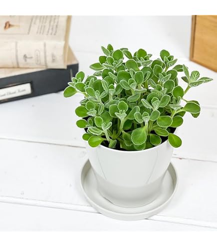 Amazon.co.jp: 【華みやび】 アロマティカス 9cmポット ポット入り宅配
