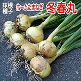 タマネギ 種子 ホーム たまねぎ 冬春丸 球根 種子 20球