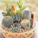 2016 new 100 Pcs Cactus Seeds Mix Organic Ornamental Seed Rare succulents, can purify the air and pr