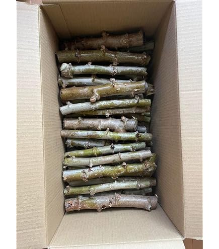 Amazon.co.jp: キャッサバ芋の苗10本 : DIY・工具・ガーデン