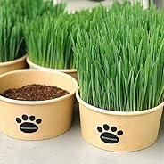 【猫草屋】猫草 栽培済みの届いてすぐに食べられる新鮮な猫草と栽培用の鉢のセット◎無農薬栽培 ◎天然土は不使用◎植物由来の土なので使用後はそのまま燃えるゴミでOKです！