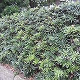 【ノーブランド品】イヌマキ5号ポット樹高50～70cm8株セット[犬槇　生垣に適した常緑樹]