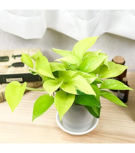 Amazon.co.jp: （観葉植物）ポトス 品種おまかせ 吊り鉢タイプ