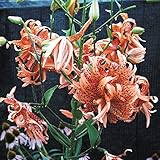 【山野草】オニユリ「かがり火」