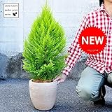 LAND PLANTS ゴールドクレストテラコッタ鉢 鉢植え コニファー ウィルマ