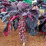 free ship Purple Thousand-headed cabbage seed brussels sprouts cabbage mini vegetable seed - 40 seed