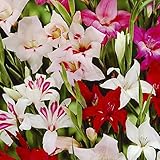 国華園 秋植え球根 早咲グラジオラスミックス（無選別） 30球【※発送が国華園からの場合のみ正規品です】