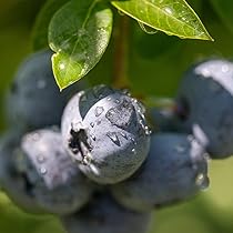 61zMLIvq3xL._AC_UL210_SR210,