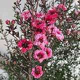 ギョリュウバイ桃花八重5号鉢植え[開花期が長い冬の花 御柳梅・魚柳梅・レプトスペルマム] ノーブランド品