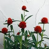 千日紅（センニチコウ） 高性：ストロベリーフィールズ3号ポット 6株セット ノーブランド品