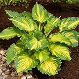 【宿根草】ホスタ「レイクサイド・ペイズリー・プリント」