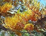 Grevillea robusta - silver oak - 15 seeds