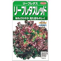 Amazon.co.jp: サカタのタネ 鮮やかやわらかサニーレタス「四季