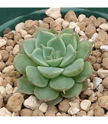 Amazon.co.jp: 種 多肉植物 エケベリア ジャムオレンジモンロー
